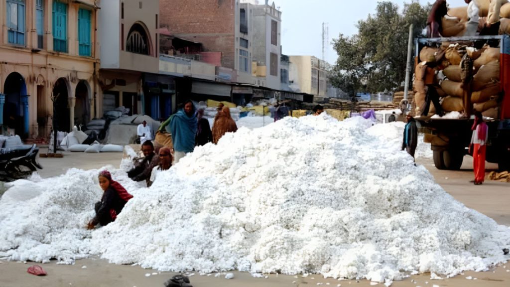 हलधर किसान। प्रदेश की सबसे बड़ी मंडियों में शुमार आनंद नगर स्थित कपास मंडी में चार दिन के त्यौहारी अवकाश के बाद गुरुवार से फिर खरीदी शुरु हुई। हालांकि आवक पर त्यौहारी समय होने के साथ ही कम उत्पादन का असर देखा गया। नवंबर माह में कपास से गुलजार रहने वाली मंडी में 475 वाहन और 20 बैलगाड़ी से सफेद सोना पहुंचा था। मंडी प्रबंधन की मानें तो  बीते साल की अपेक्षा  कम कपास की आवक इस बार मंडी में हुई है। सीसीआई की खरीद  भाव से व्यापारियो के भाव अधिक है।  
