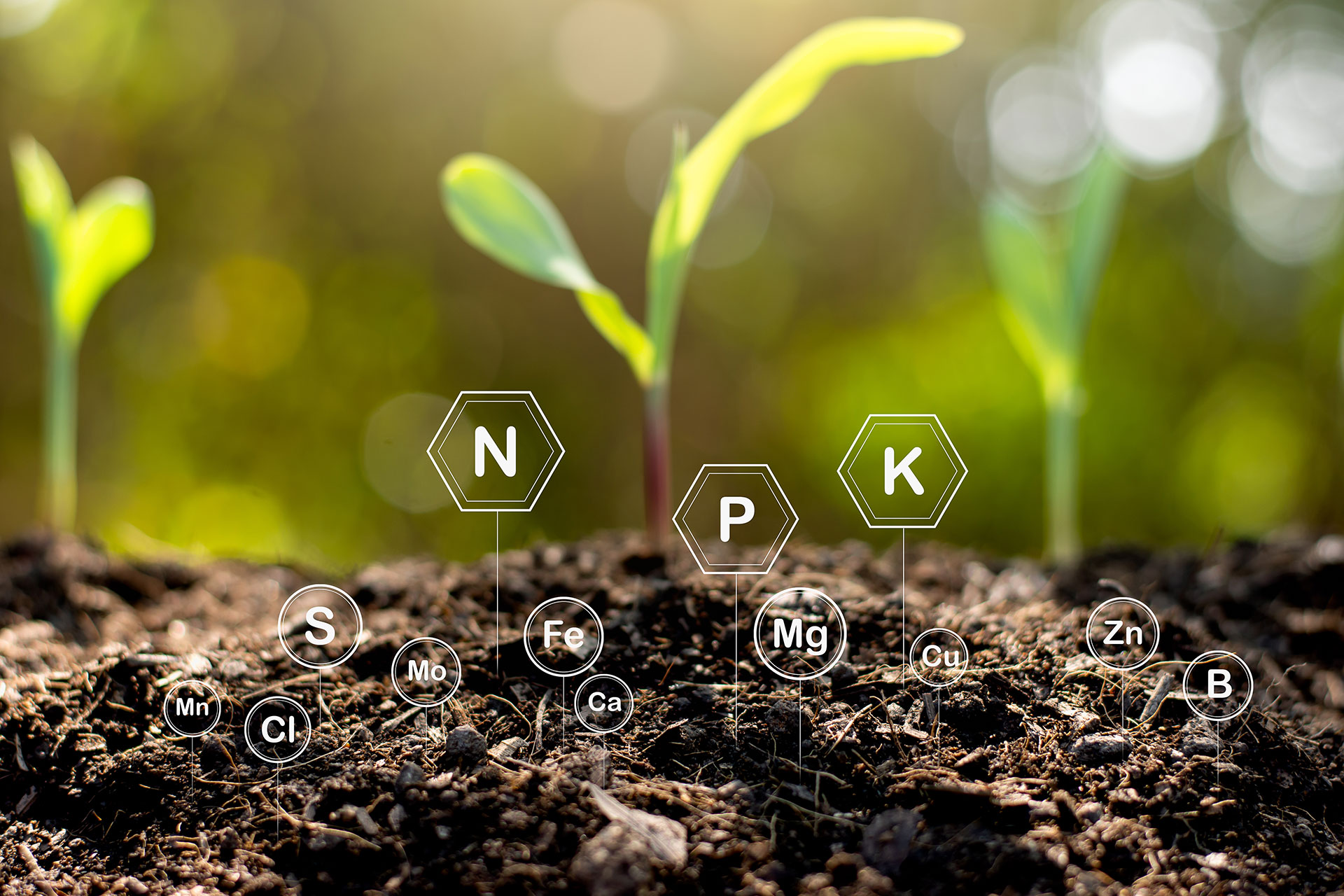 soil nutrients