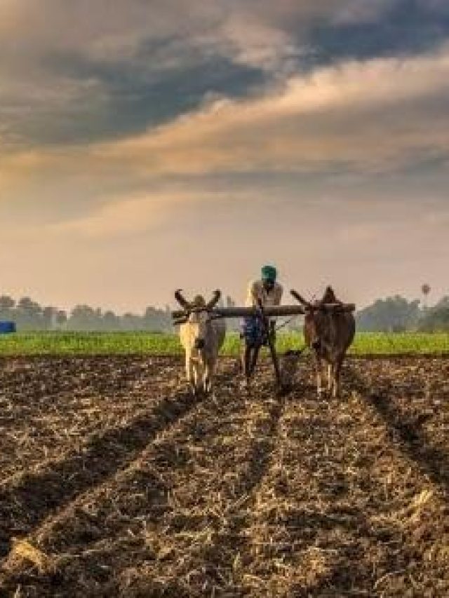 Know these 5 tips to be successful in farming!