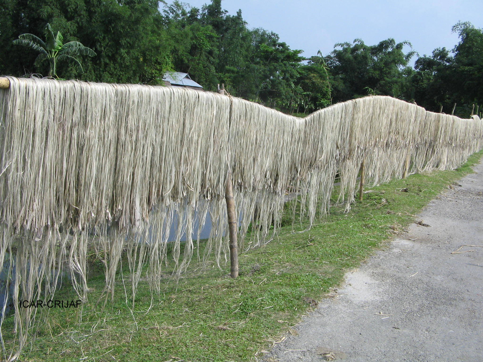 6. Jute fibre drying.JPG