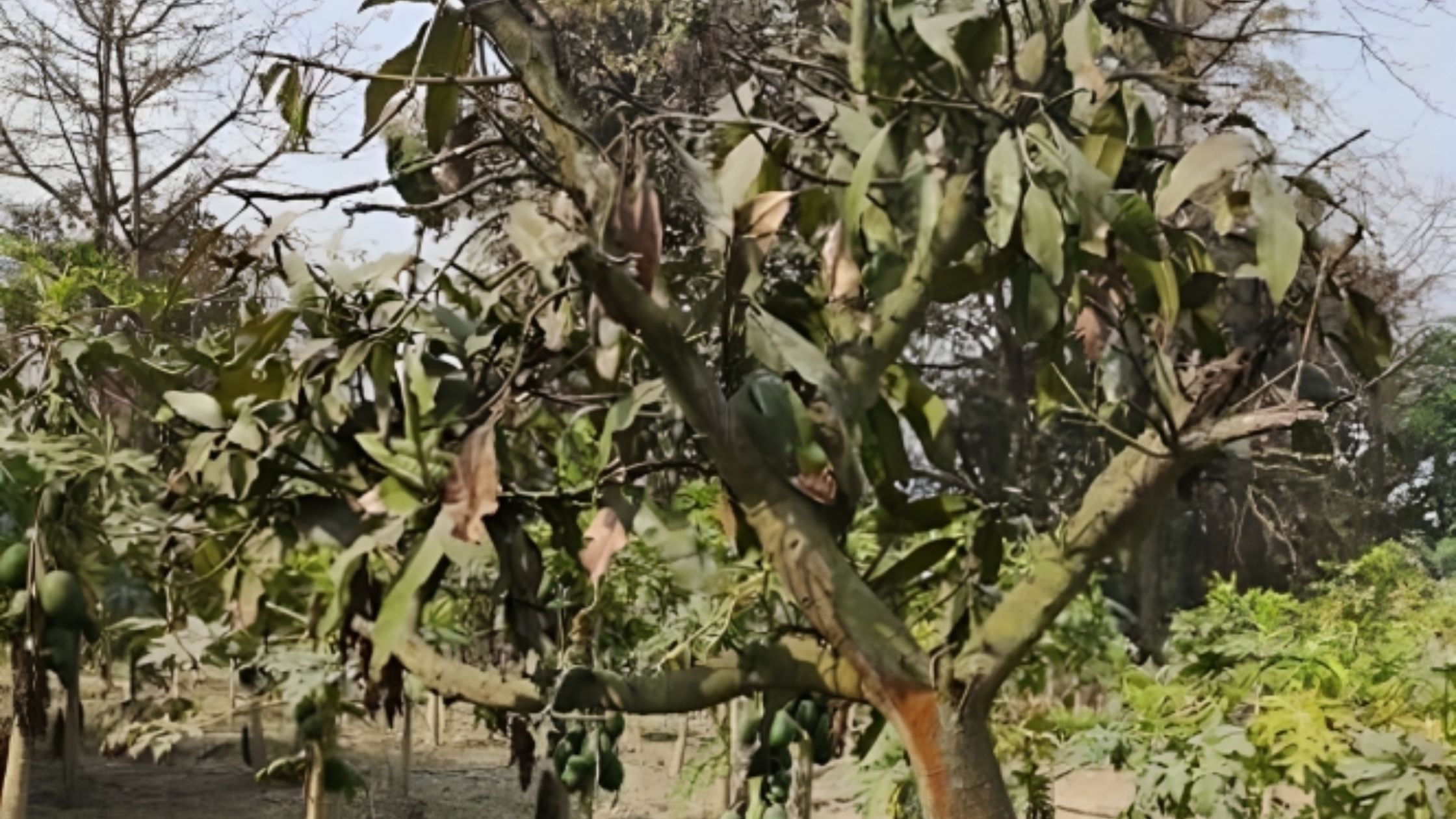 आम का पेड़ सूख रहा है तो न करें नजर अंदाज