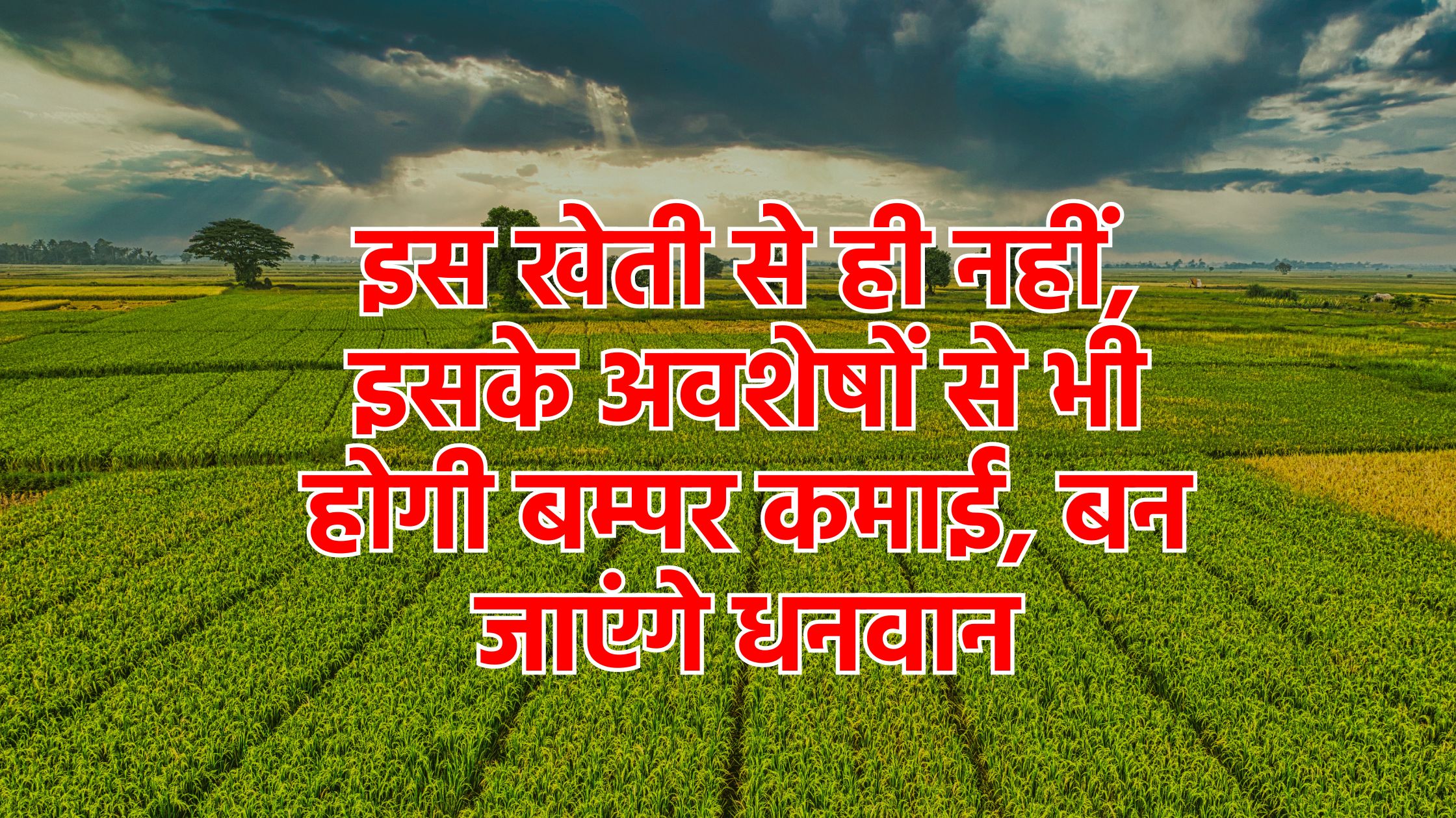 बेहद मुनाफे वाली है यह खेती, फसल ही नहीं इसके अवशेषों से भी होगी कमाई, बन जाएंगे मालामाल