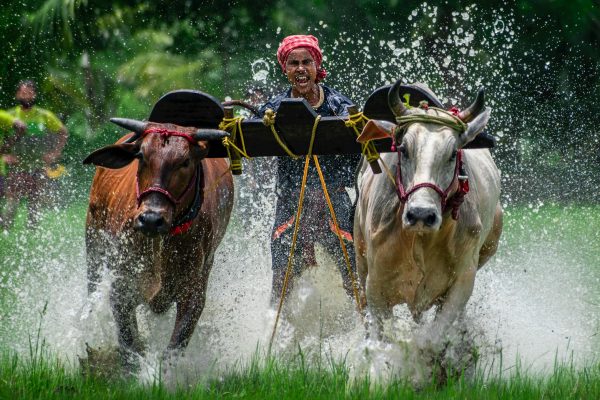 Oxen Running in a Rice Paddy