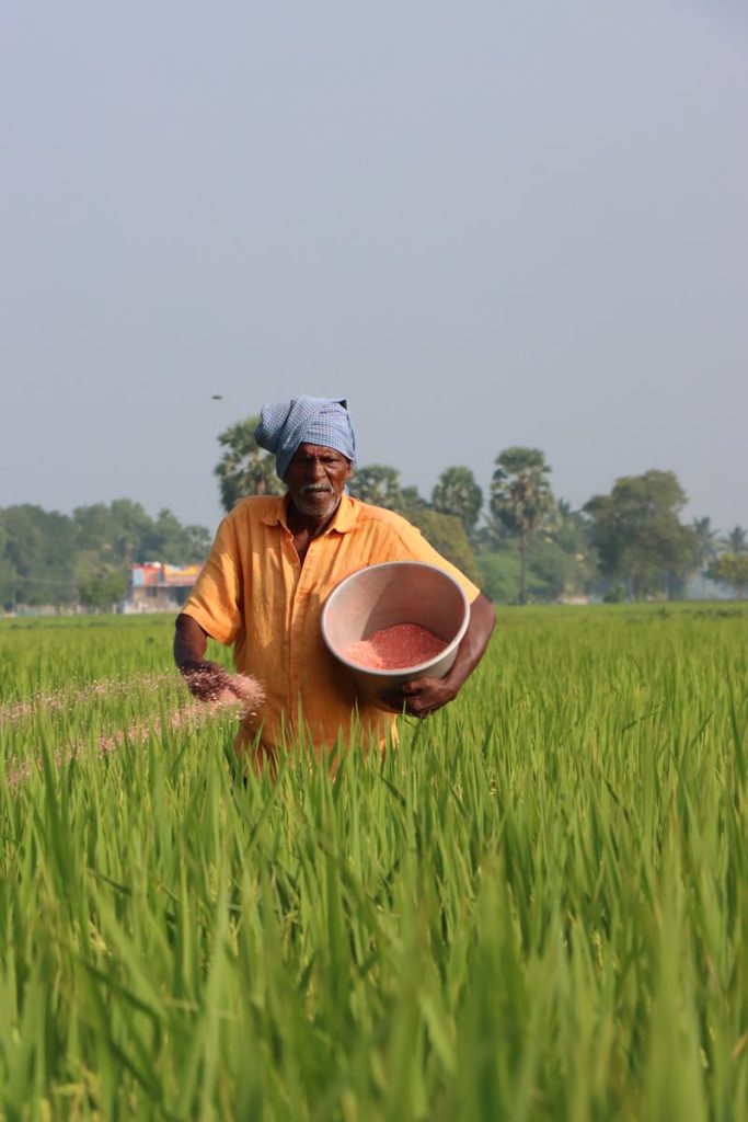 Man Putting Fertilizer on the Rice Field