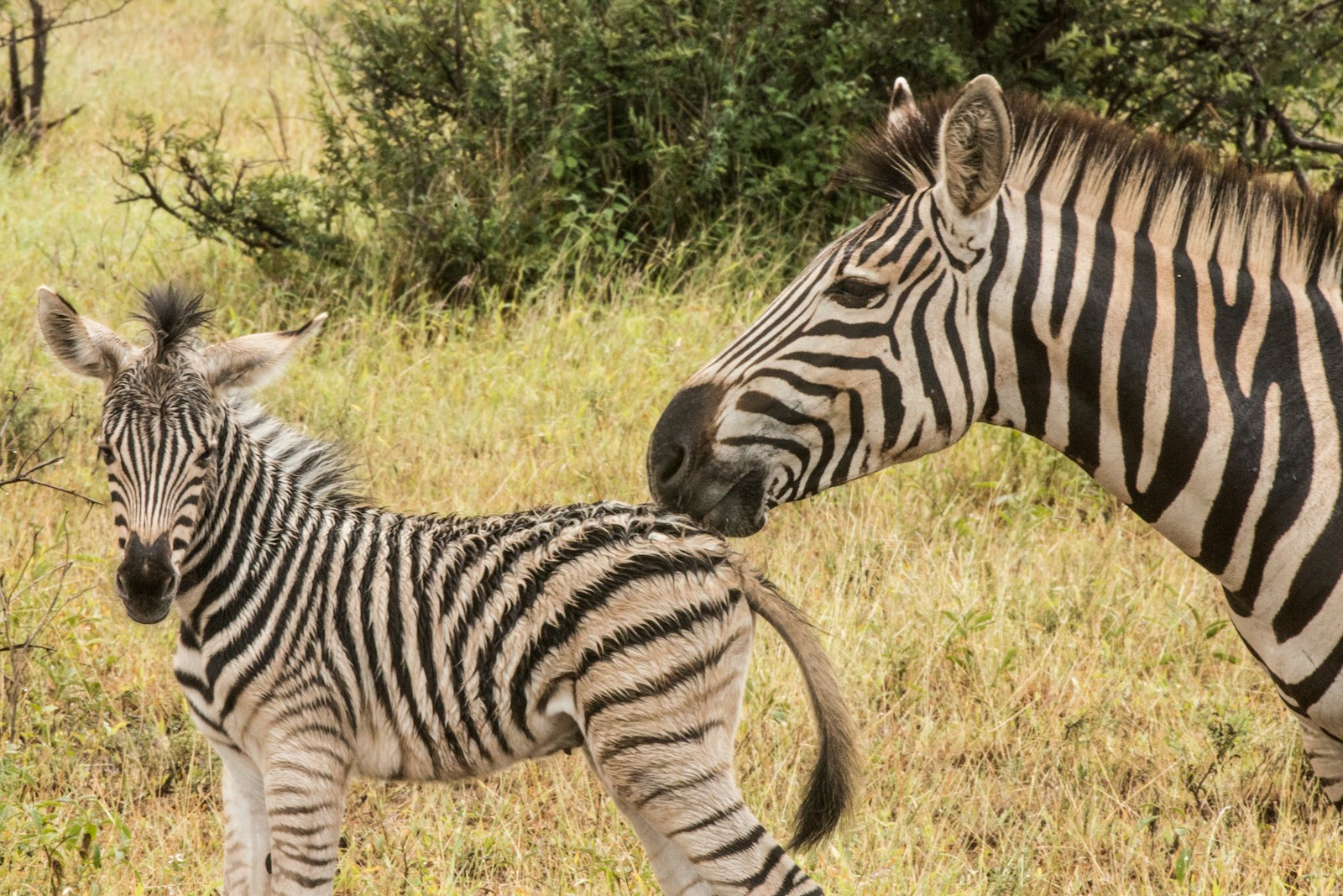 two zebras