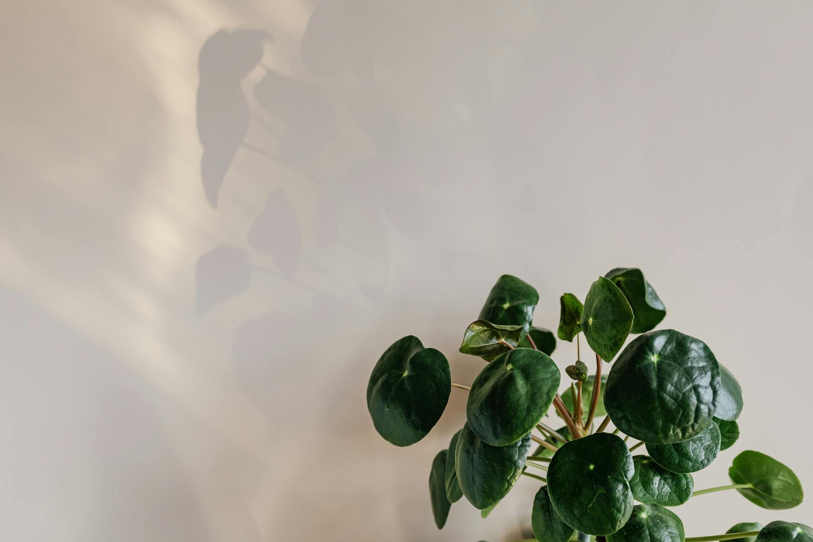 Green leaves of plant against white wall