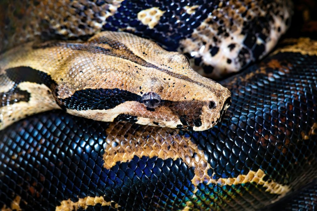 python