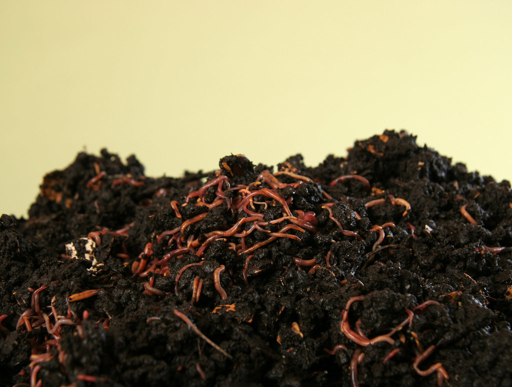 Compost with earthworms