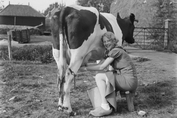 a woman kneeling down to milk a cow