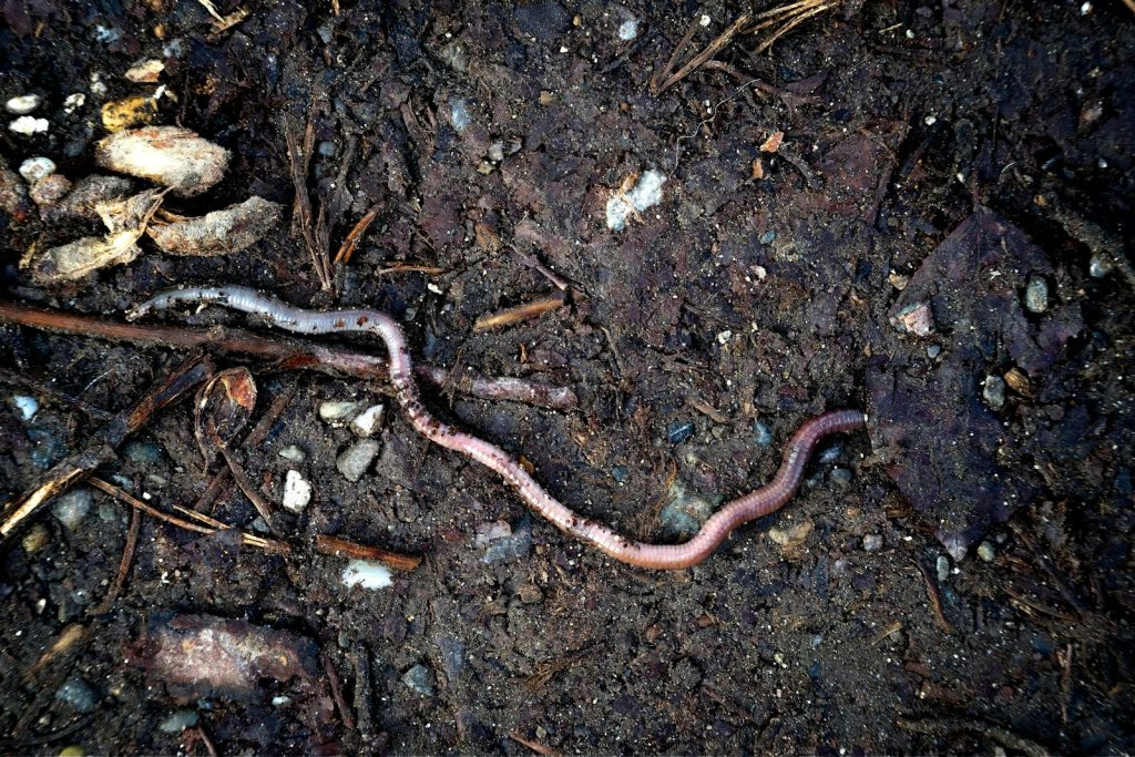 a snake that is laying on the ground