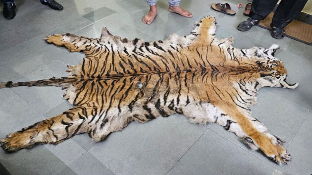 tiger_skin