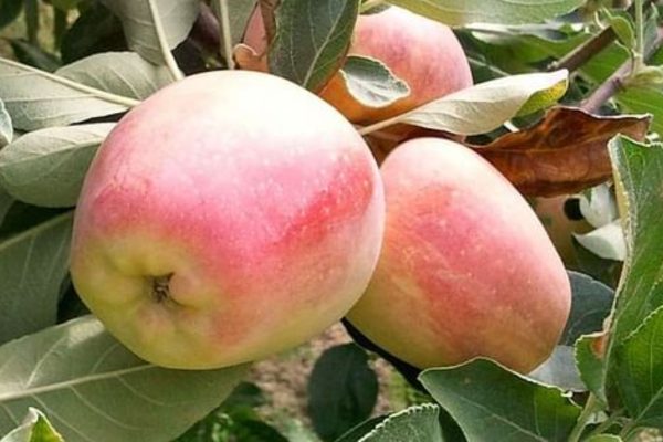 Apples are tempting in the garden of UP Kasganj