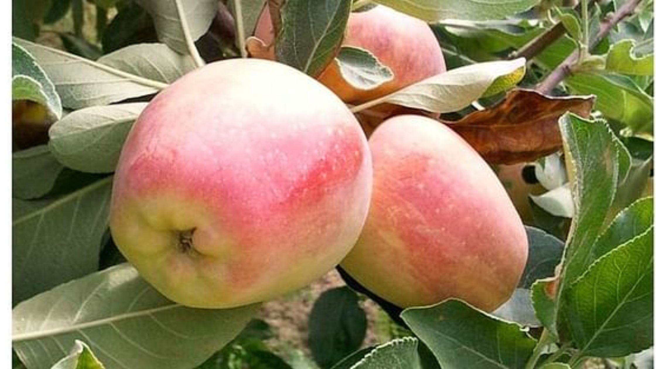 Apples are tempting in the garden of UP Kasganj