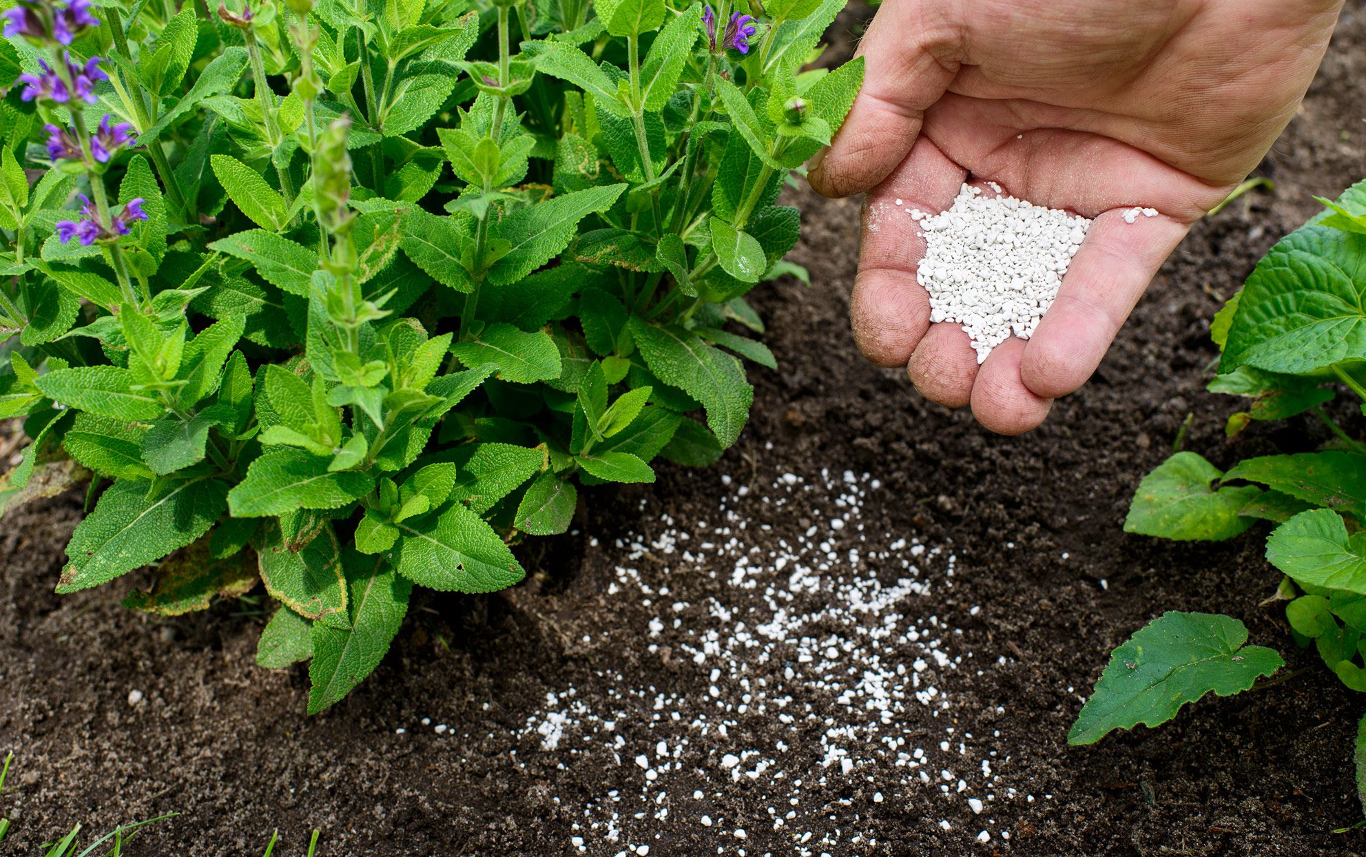 Fertilizing-plants