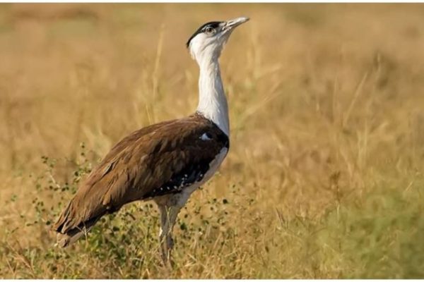 Great Indian Bustard