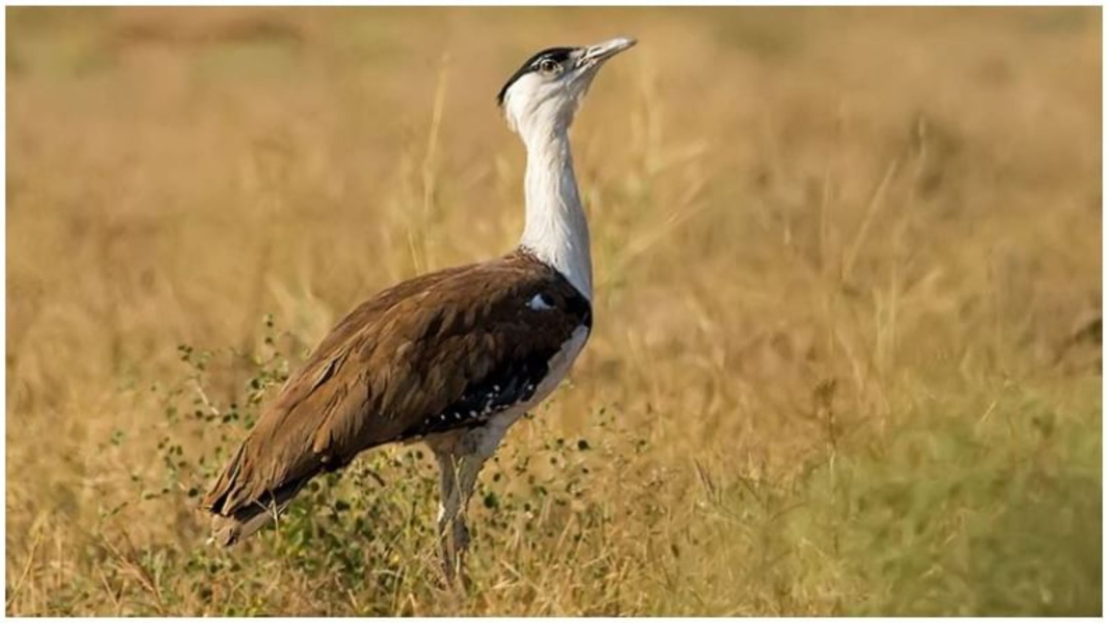 Great Indian Bustard