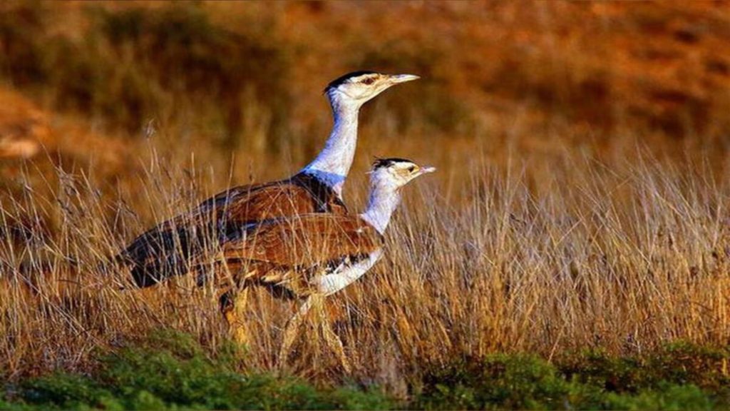 Great Indian Bustard image