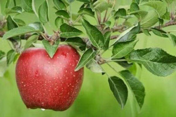 Tourists will be able to pluck apples