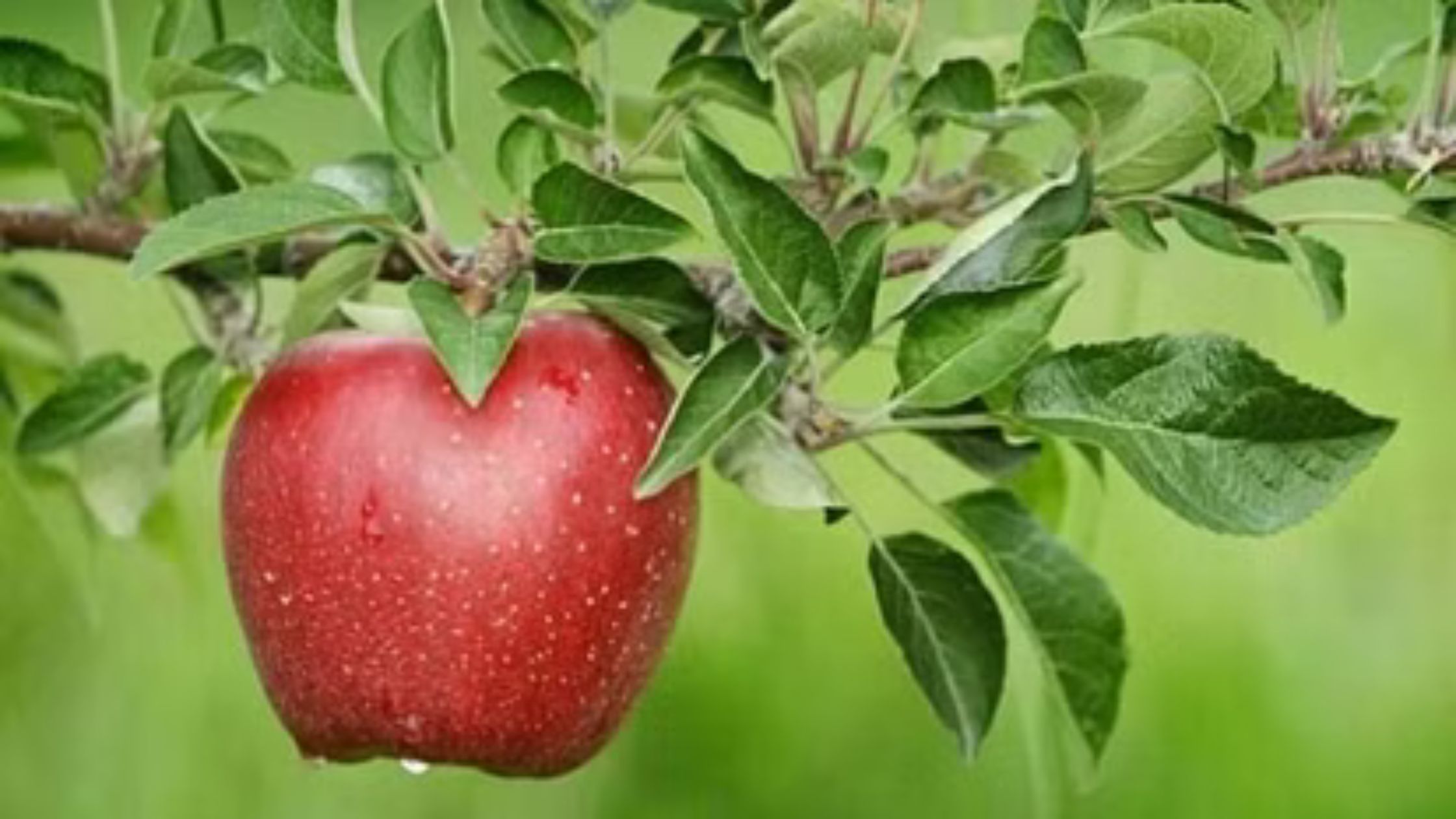 Tourists will be able to pluck apples