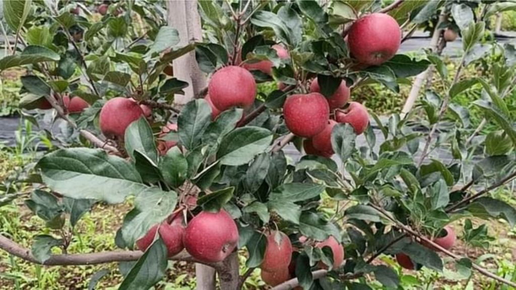 apple shimla