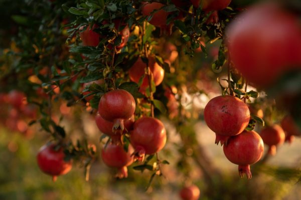 Pomegranate tree