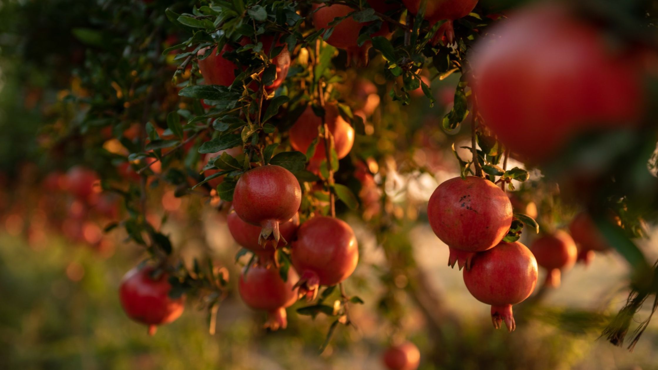 Pomegranate tree