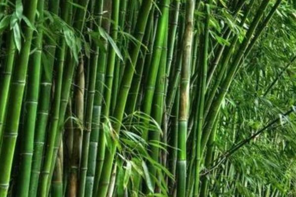 bamboo