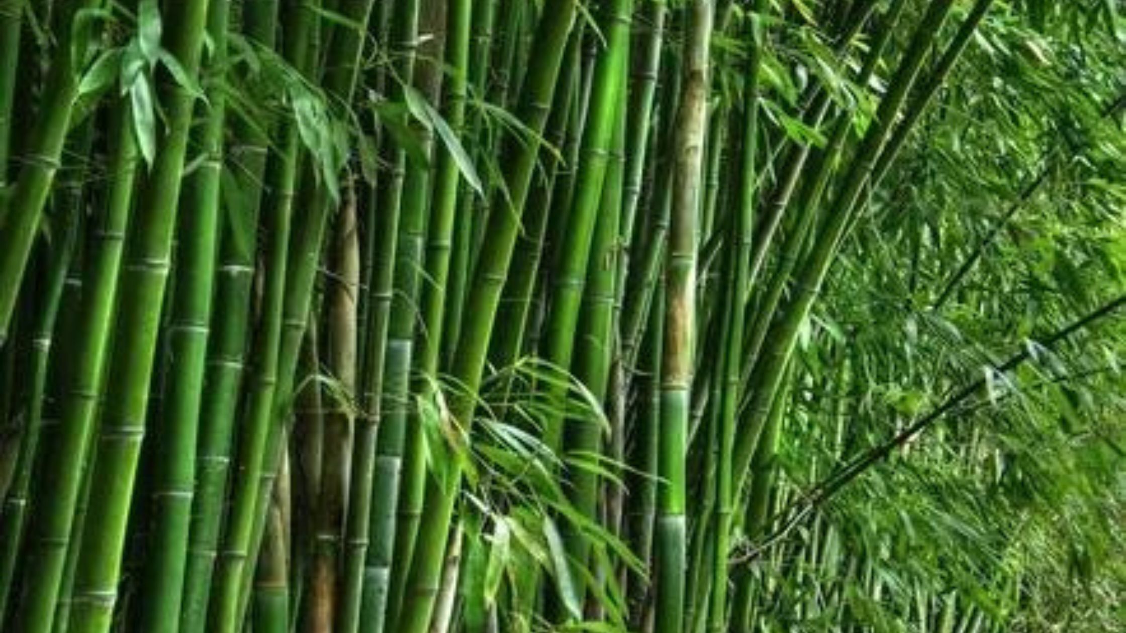 bamboo