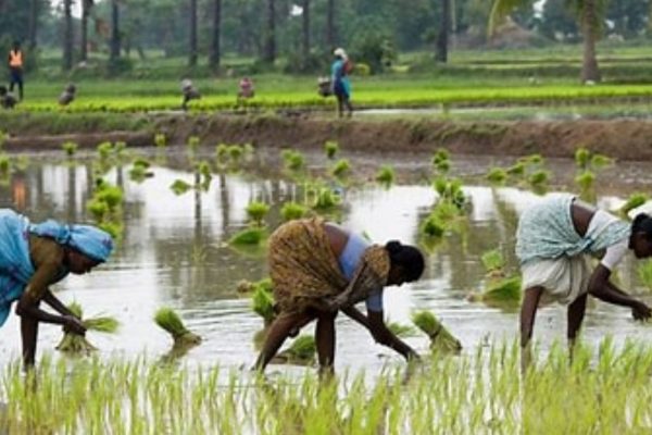 सरकार ने शुरू की फार्मर रजिस्ट्री रजिस्ट्रीधारक किसान को ही मिलेगा योजनाओं का लाभ