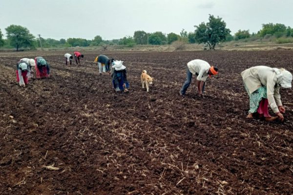 428 लाख हेक्टेयर से अधिक रकबे में हुई रबी फसल की बुवाई