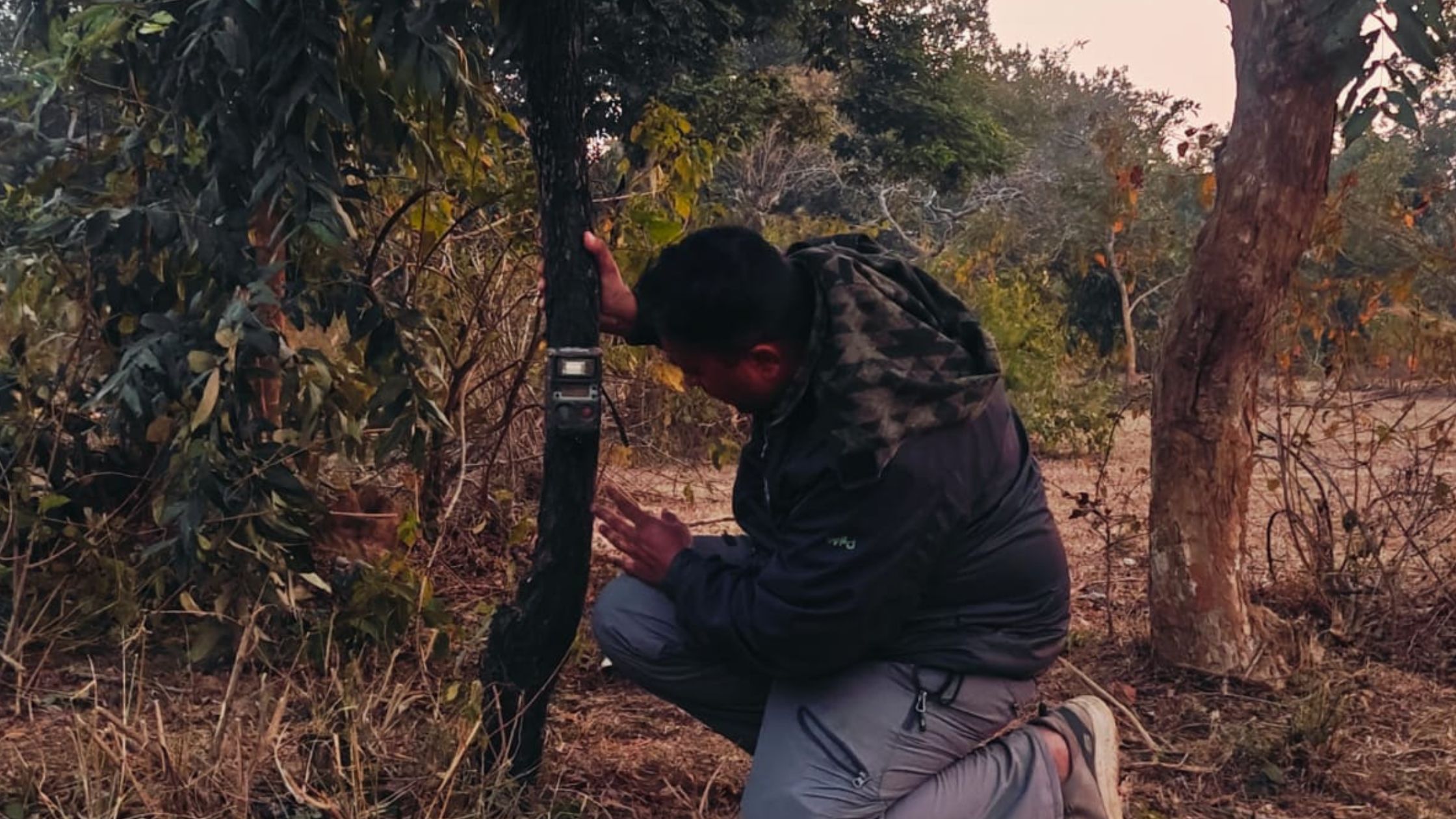 Counting of tiger leopard and co eater wild animals is being done with the help of cameras in Bandhavgarh Tiger Reserve