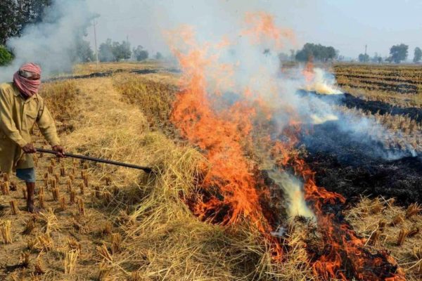 खेतों में नरवाई जलाने पर प्रतिबंध, लगेगा जुर्माना