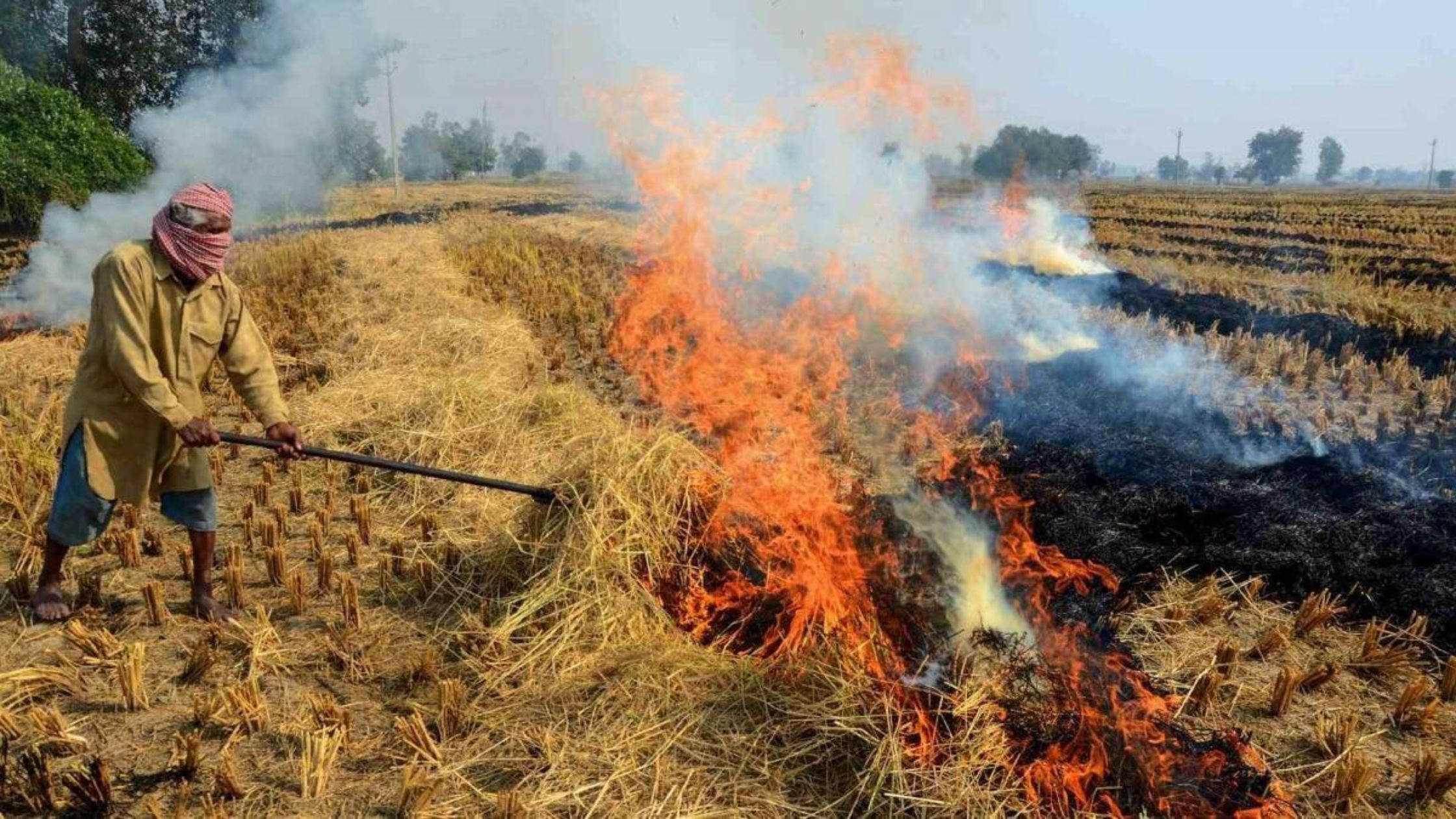 खेतों में नरवाई जलाने पर प्रतिबंध, लगेगा जुर्माना