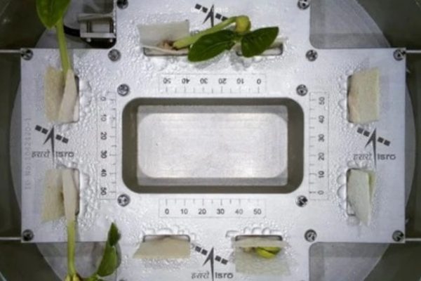 ISROs experiment successful cowpea seeds sent in space germinated