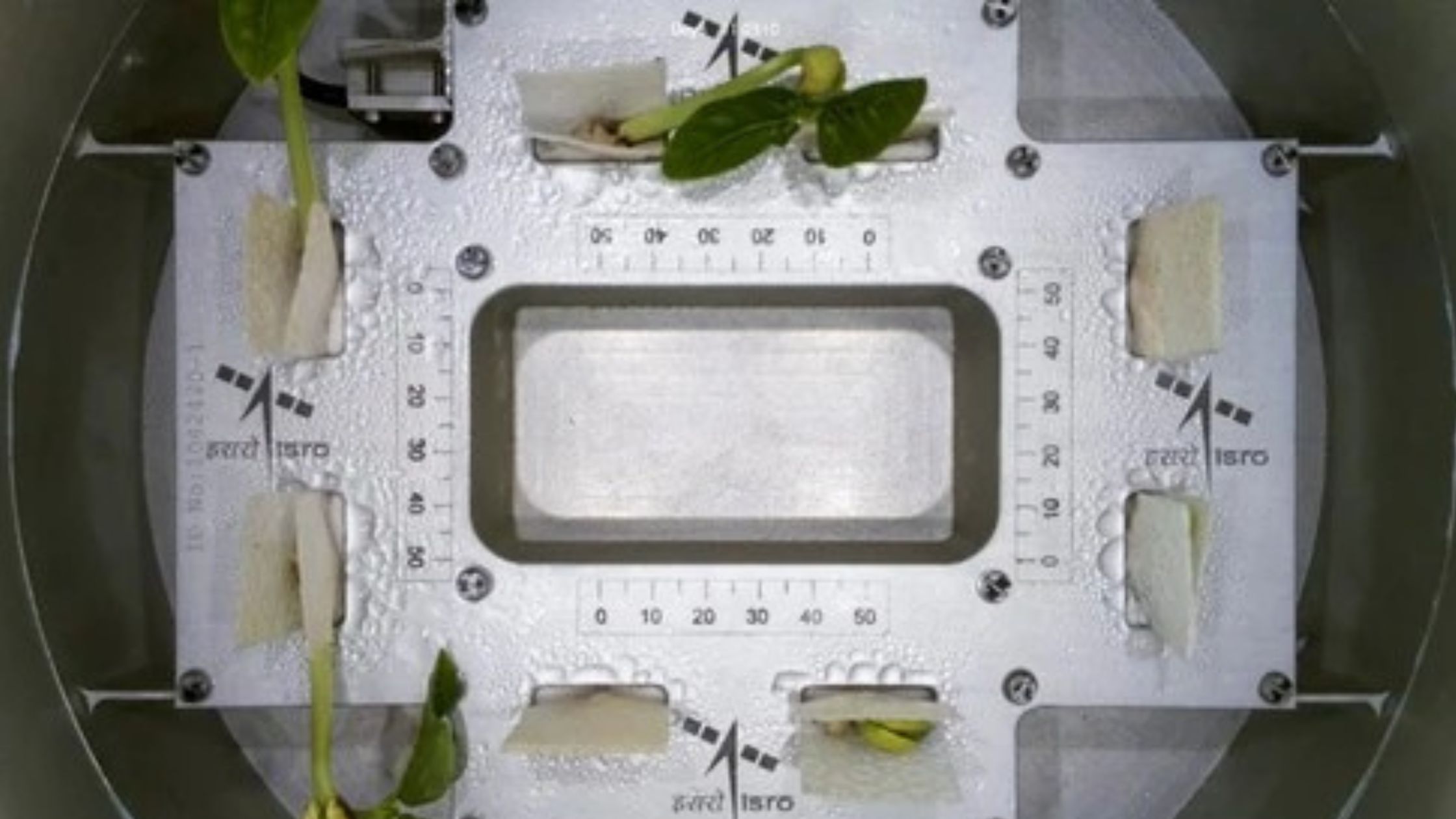 ISROs experiment successful cowpea seeds sent in space germinated