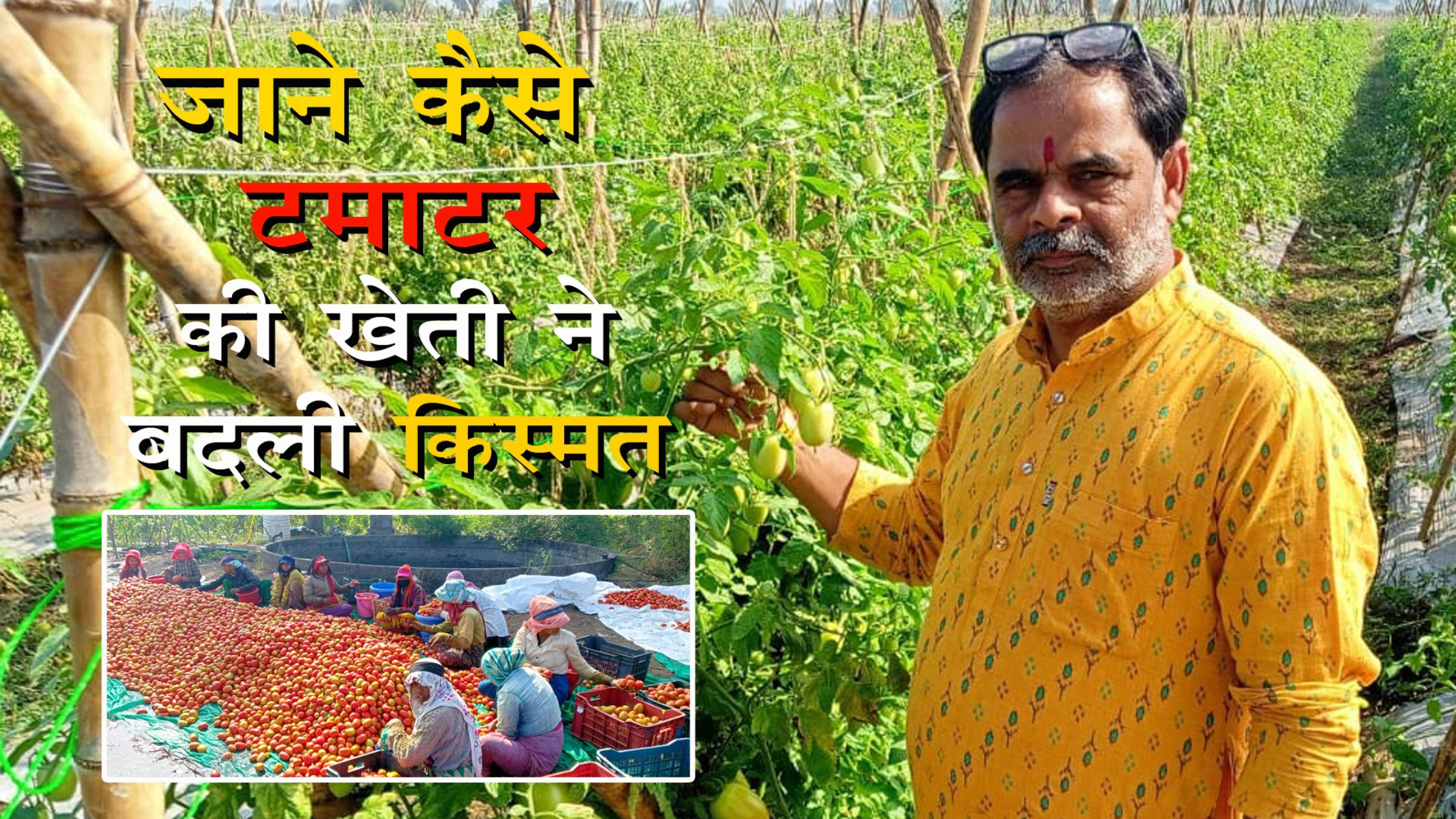 Income worth lakhs from tomato farming 2