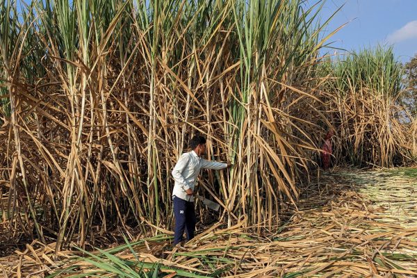 Sugar production decreased by 16 percent sugarcane crushing decreased by 10.92 percent