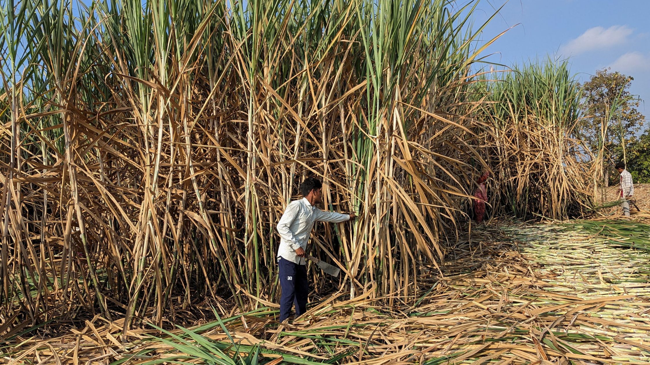 Sugar production decreased by 16 percent sugarcane crushing decreased by 10.92 percent