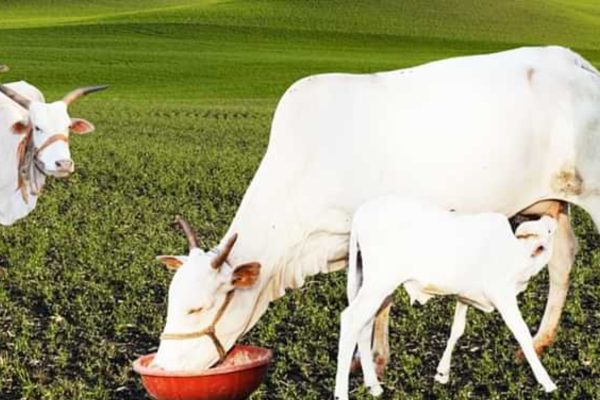 White Kapila the indigenous breed of cow got national recognition