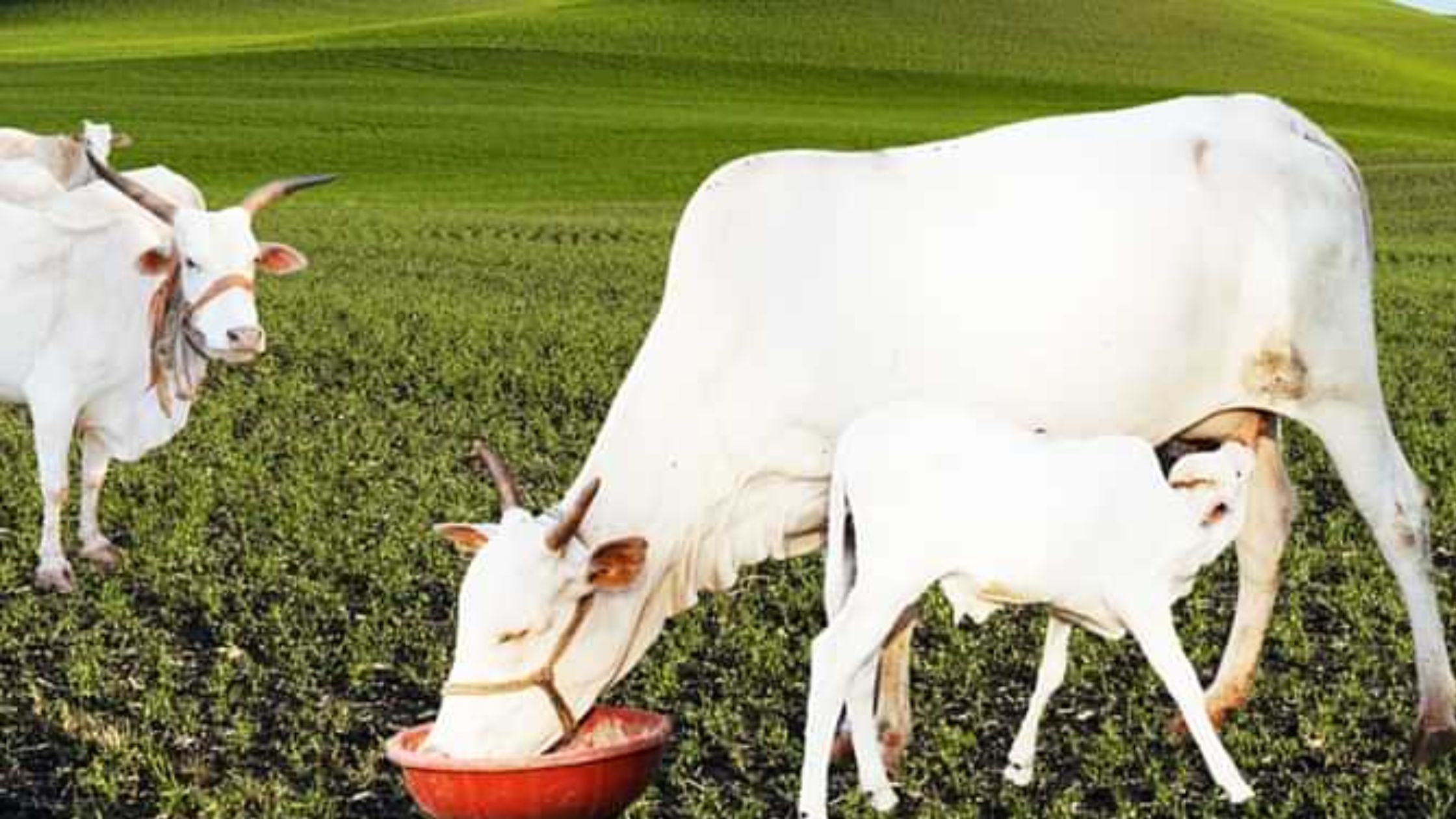 White Kapila the indigenous breed of cow got national recognition