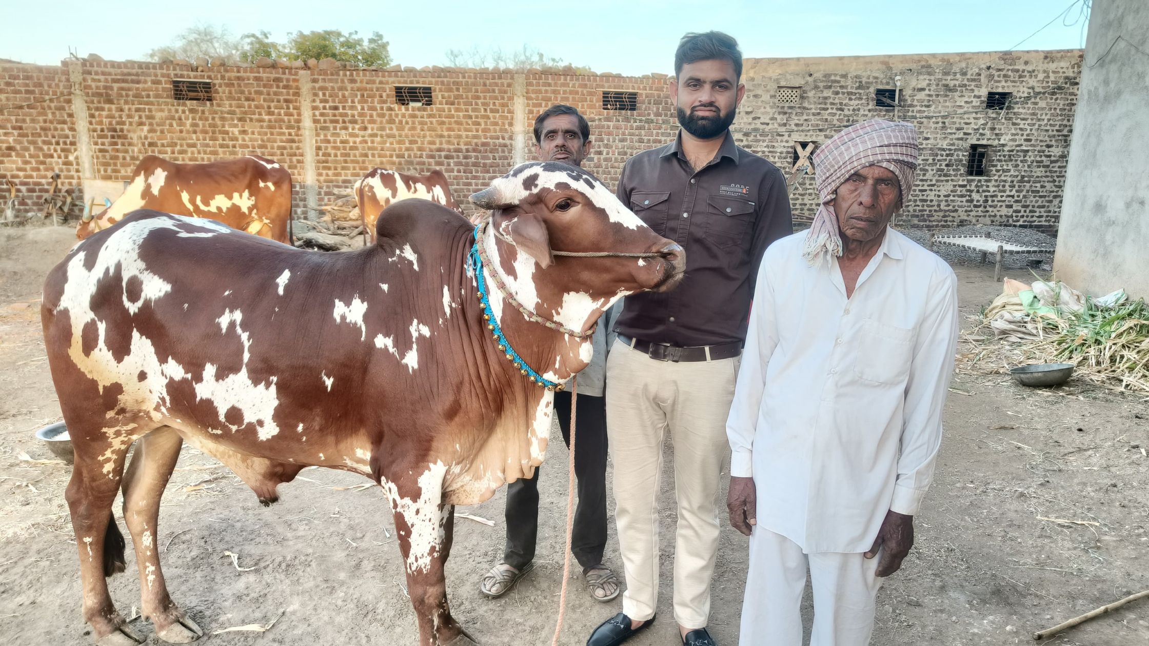 Calf sold at premium price due to height saddle and color