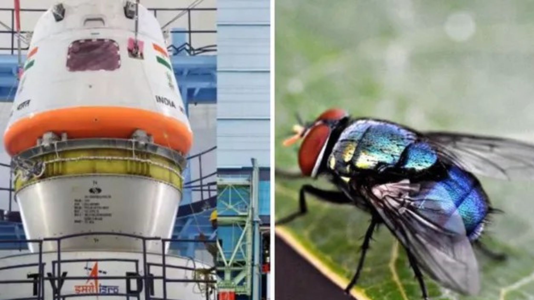 Flies will reach space through Gaganyaan not humans