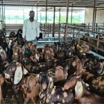 Sanjay set up a goat farm worth Rs 1 crore in Bhikharkhedi